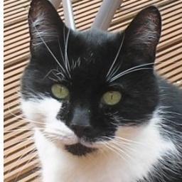 I is an old and lazy tuxedo puddytat livings on the souf coast. I loves me noms and my forever home.