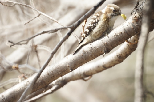 趣味で野鳥を見ています。I like birds.