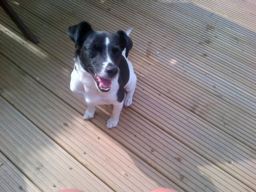 I'm pretty crazy and always getting into trouble. I'm a 8 years old  Jack Russell cross  rescued from the kennels. I'm cute, love cuddles and ginger snap's.