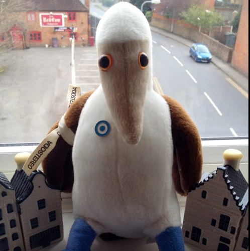 smartinpaez's profile picture. Por las dudas el muñeco de la foto es un piquero de patas azules, no un pigüino,,,