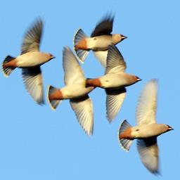 Birder, photographer and GIS enthusiast