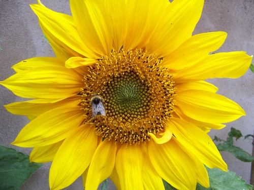 kerrykennedy's profile picture. 