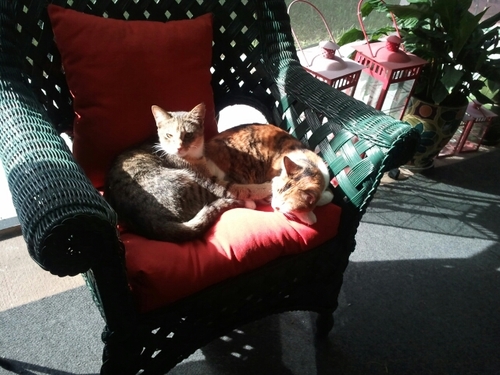 cestewart55's profile picture. 