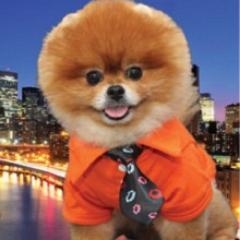 My name is Tito & I'm a fun, fabulous & stylish Pomeranian from NYC! My father is celebrity dog groomer, @JorgeBendersky !