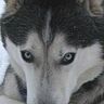 Clarice_ImBack's profile picture. Saving Sun & Moon Bears
Siberian Husky Rescue
Artist Representative 
“For small creatures such as we the vastness is bearable only through love.” #CarlSagan