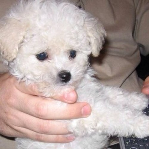 Leonardolaf's profile picture. 