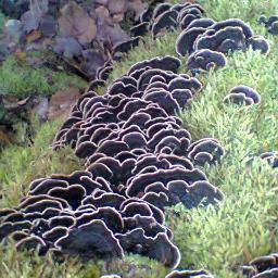 kawolbe's profile picture. 