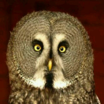 ernestocertad's profile picture. 