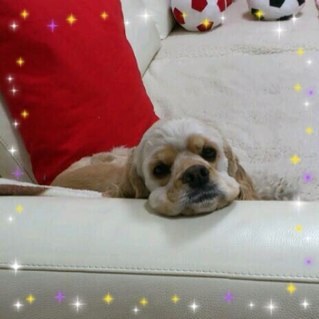 creamar03's profile picture. 夫とアメコカ♀、クレアと陽気な日々を過ごしてます。