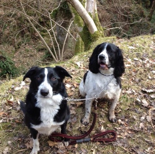 Photos of walks around North Wales. and   pics from almost anywhere. Cassie the Collie will rate the walks she has  been on. Share your favourite walks with us.