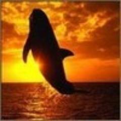 MitchWolfe1's profile picture. Fish for pets, ocean and fresh water aquariums.  Icthyology, updates on research and treatments of fish.  Protection of coral reefs.  Scuba diving.
