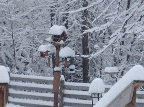 birdwhisper1's profile picture. I'm passionate about nature & the environment, love bird watching,cross-stitching and taking walks with my new best friend Cooper the Airedale Terrier.