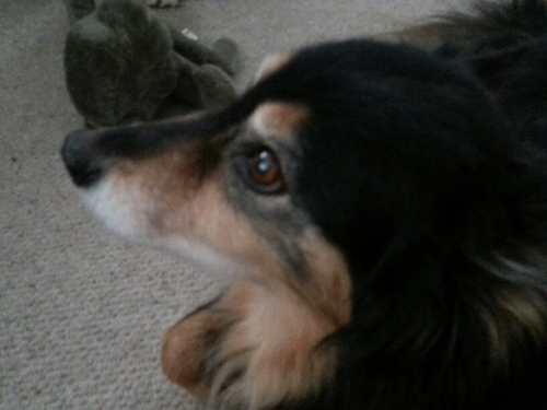 andgillibrand's profile picture. neurotic bedlington terrier owner