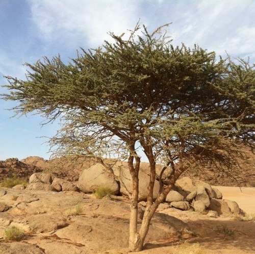 الخليج العربي
