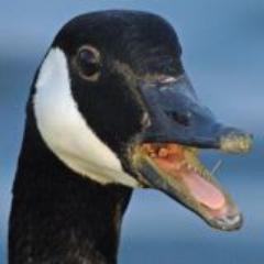 theSIUEGeese's profile picture. I will shit on everything you love. #SIUE