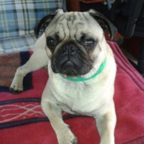 federiconape's profile picture. 