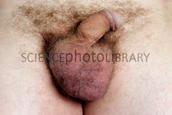 TomDaleysTestic's profile picture. 