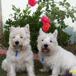 fhaj's profile picture. Interested in politics; getting older every day; moderate Labor supporter.