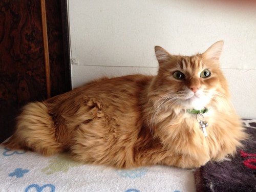 kumi_lazycat's profile picture. Kumiです。猫と音楽(HELLOWEEN etc.)と美味しいものが好き🐾🐈🍳🥗🐈‍⬛🥁🎸🐈‍⬛🎃🎵🎶🐈🐾