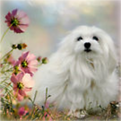 Anna_smalley1's profile picture. Asst News Editor for @Loqwitter at Cabrini College; Communication/Sociology major; writing tutor; avid observer of everything