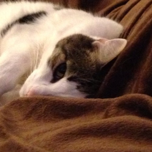 ayes_a's profile picture. 