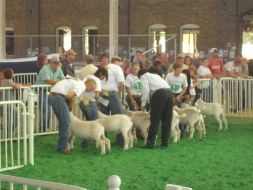 iowa_show_girl's profile picture. Good Luck in the show ring... #imbustinmine #tokickyours