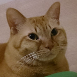 syugogo36's profile picture. 