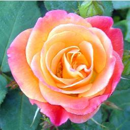 CassieZLandon's profile picture. Mom, writer, gardener, foodie.