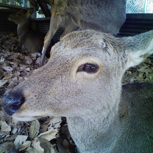 音楽と美味しいものと犬がしあわせ要素です。