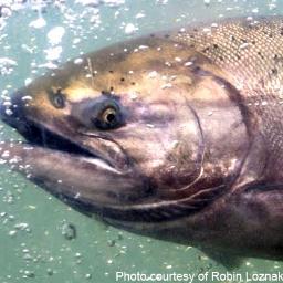 SimonTheSalmon's profile picture. Follow this endangered Chinook on an epic adventure as he risks life & fin on his way home to Ore. to save salmon & humans from the TOXIC effects of FLUORIDE.