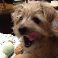 Puffin (@puffin) Twitter profile photo