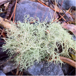 Lichen photos of mine from Derbyshire, North Staffs & all UK. Tweets about lichen & random things :) Help me with ID...