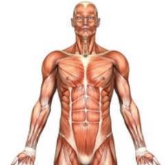 Hi! I'm the muscular system!!! I provide movement and protection in the body. The nervous system and I both help the body move and get active.
