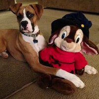 Stephanie Priest (@spriest2013) 's Twitter Profile