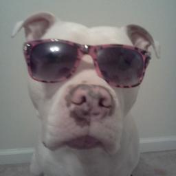 pbullpenstocks's profile picture. Assume all tweets as paid ads! DISCLAIMER  http://t.co/OetjyCfV1W  // SIGN UP FOR OUR FREE PENNY STOCK ALERTS BELOW!!