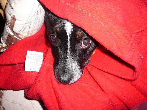 MoggyWendy's profile picture. Stuff........must love dogs....