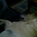 Brett Sheppard - @BrettSheppard99 - Twitter