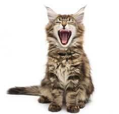 The secrets of what cats are actually saying.