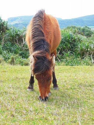 穴馬券大好き穴馬くんです。ニャータとガリ猫と共に競馬から何かを学びたいてす。