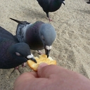 Harry Scribner - @Harryscribner - Twitter