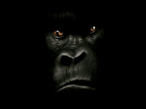 Nyben1313's profile picture. I am living my life. Expressing my political and social feelings/idea the way I view them objectively with sense of patriotism to my country Nigeria.