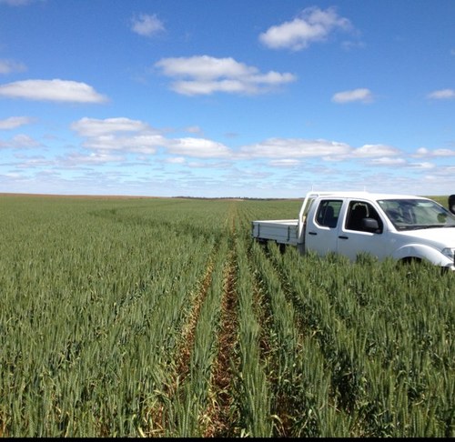 Southern Mallee mixed farmer, poll merino stud and cereals.