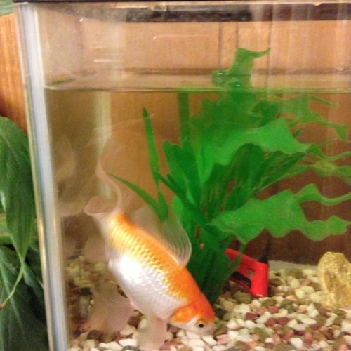 mar_yoshhg's profile picture. 