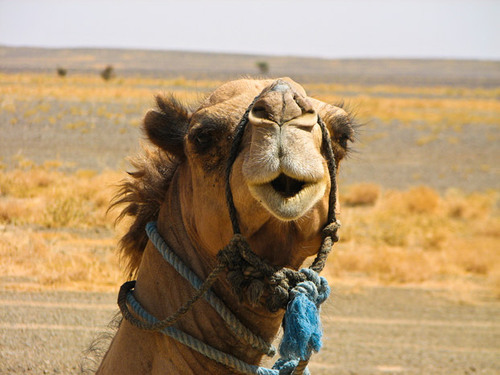 Custom design & hassle free tours. Explore Morocco, taste Tunisia, discover Libya, or adventure through Kenya!   http://t.co/sMSWAwHcLZ