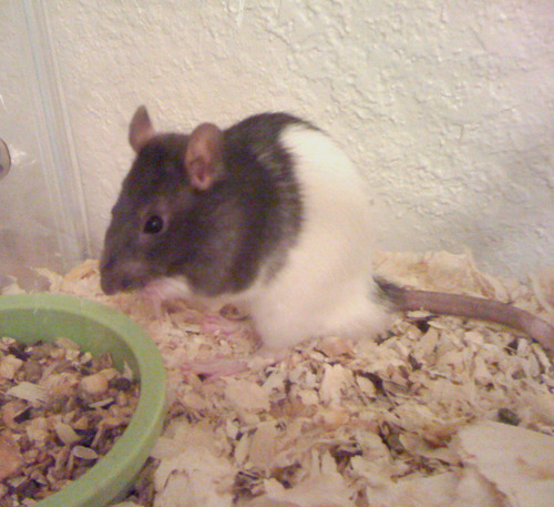 Dr_Greene's profile picture. I'm just a simple rodent trying to get by in this crazy homo sapien world.