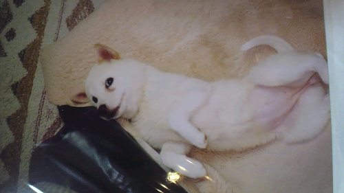 柴犬No.1