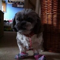 Robert Muscroft (@robbimuzz) 's Twitter Profile