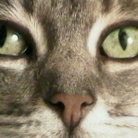 Mariana Lizardo (@lizardom) 's Twitter Profile