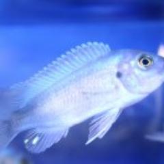 Family owned and operated Koi, Imported Goldfish, and African Cichlid dealer. Free delivery if you live within 15 miles of 19606.