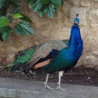 おケイ (@aurora_sr_bb) 's Twitter Profile